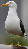 juvenile LBBG in October, ringed in Norway. (131273 bytes)